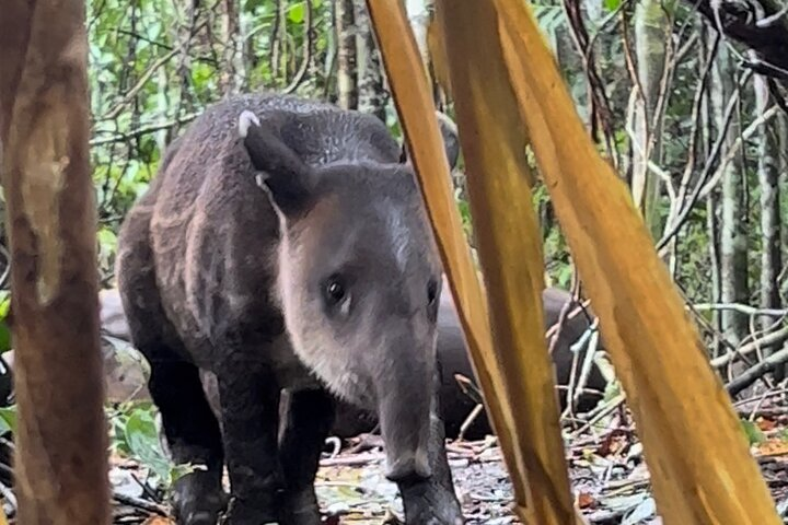 Tapir bebé 